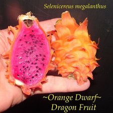 Orange dwarf dragon for sale  Waialua