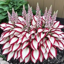 Hosta plant seeds for sale  Casper