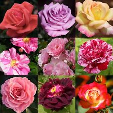 shrub roses for sale shrub roses for sale GLASGOW