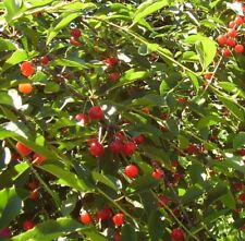Alberi frutto amarene usato  Terlizzi