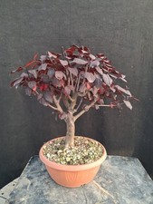 Bonsai prunus pissardi usato  Montevarchi