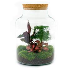 Flaschengarten milky diy gebraucht kaufen  Zweibrücken