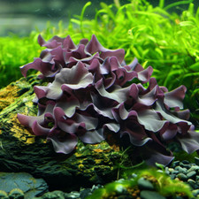 Live aquarium moss for sale  ACHARACLE