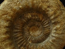 Ammonite callovien famille d'occasion  La Chapelle-Saint-Luc