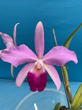 Cattleya euphrasia large for sale  San Francisco