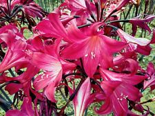 Amaryllis belladonna magenta for sale  USA