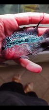 3.5inches super red for sale  Las Vegas