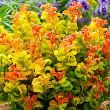 Leucothoe axillaris outdoor for sale  UK
