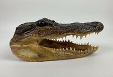 taxidermy animal heads for sale  Bradenton