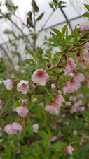 Prunus incisa kojo d'occasion  Mont-près-Chambord