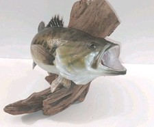 Gorgeous largemouth bass for sale  Palmyra