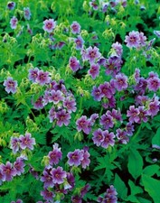 Geranium himalayense himalaya gebraucht kaufen  Westerstede