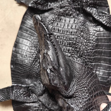 Real alligator crocodile for sale  Shipping to United Kingdom