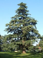 Cedro dell himalaya usato  Valmacca