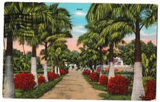 Cartão postal ROYAL PALM bambu data coco borracha árvores cactos Flórida FL linho 1942, usado comprar usado  Enviando para Brazil