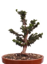 Bonsai chamaecyparis btusa gebraucht kaufen  Heinsberg