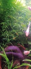 tropical fish guppies for sale tropical fish guppies for sale BRISTOL