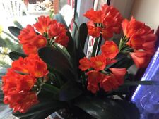 Clivia miniata orange for sale Clivia miniata orange for sale  WELLING