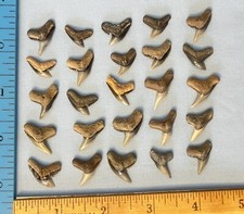 tiger teeth for sale tiger teeth for sale Chesapeake Beach