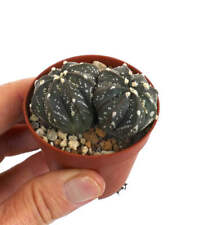 Astrophytum oibbo superkabuto usato  Italia