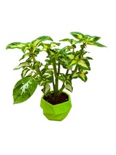 unique plant pots for sale  Arlington