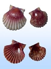 Pectinidae pecten jacobaeus usato  Roma