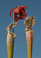 Sarracenia leucophylla semi usato  Reggio Calabria
