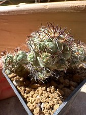 Ortegocactus macdougallii pot usato  Valdastico