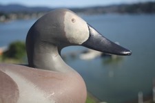 Madison mitchell canvasback for sale  Lincoln City