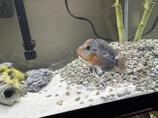 Flowerhorn live fish d'occasion  Expédié en Belgium