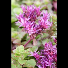 Sedum spurium fuldaglut gebraucht kaufen  Deutschland