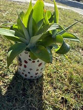 Agave attenuata foxtail for sale  Inglewood