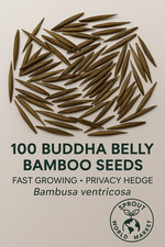 bamboo ornamental for sale  Lumberton