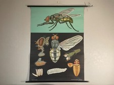 Gráfico escolar vintage FLY JUNG KOCH QUENTELL gráfico educacional MOSCA DOMÉSTICA insetos, usado comprar usado  Enviando para Brazil