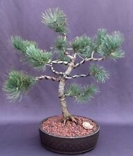 Limber pine bonsai for sale  Patchogue