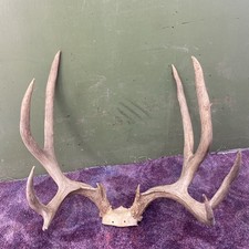 Massive 174 western for sale  Ellis