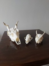 Fallow pricket muntjac for sale Fallow pricket muntjac for sale  MATLOCK