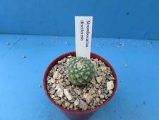 strombocactus for sale strombocactus for sale BIRMINGHAM