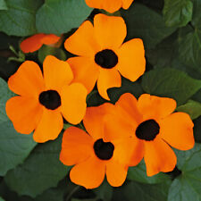 Thunbergia orange beauty for sale  LLANDYSUL
