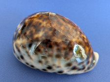 Cypraea tigris 109 d'occasion  Nice-