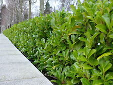 hedging plants for sale hedging plants for sale NEWTOWNARDS