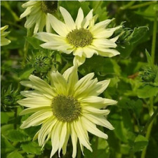 Green heart sunflower for sale  FERRYHILL