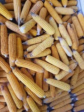 100 maiskolben futtermais gebraucht kaufen  Ellwangen (Jagst)
