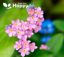 Alpine forget pink for sale  DONCASTER