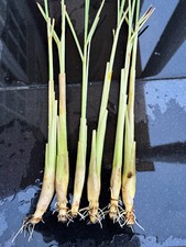 Lemongrass plants inches for sale  Bala Cynwyd