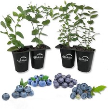 Blueberry variety pack for sale  USA