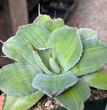 Agave parryi truncata for sale  Encinitas
