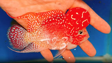Exotic flowerhorn kamfa for sale  Garden Grove