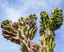 Cereus peruvianus monstruosus usato  Napoli