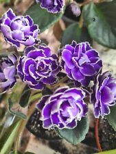 Sale african violets for sale  NEWPORT